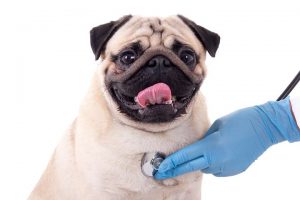 Leve o cão ao veterinário