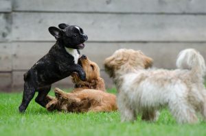 Adotar um Cão de Rua