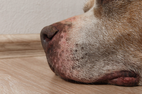 Leishmaniose Canina