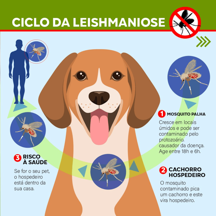 Prevenção leishmaniose