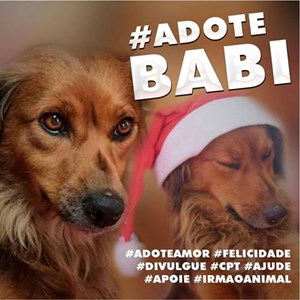 Babi