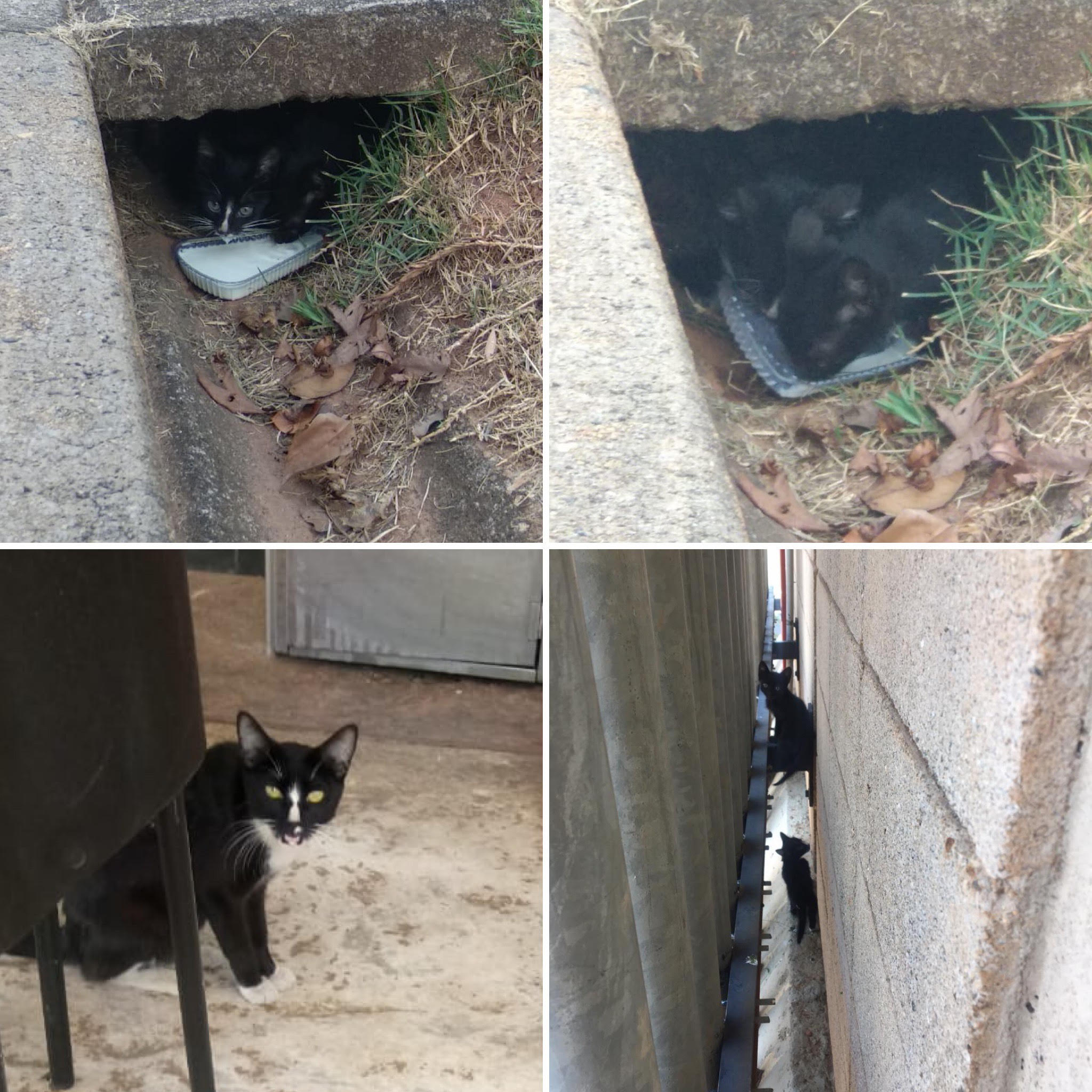 Gatinhos de Hortolândia