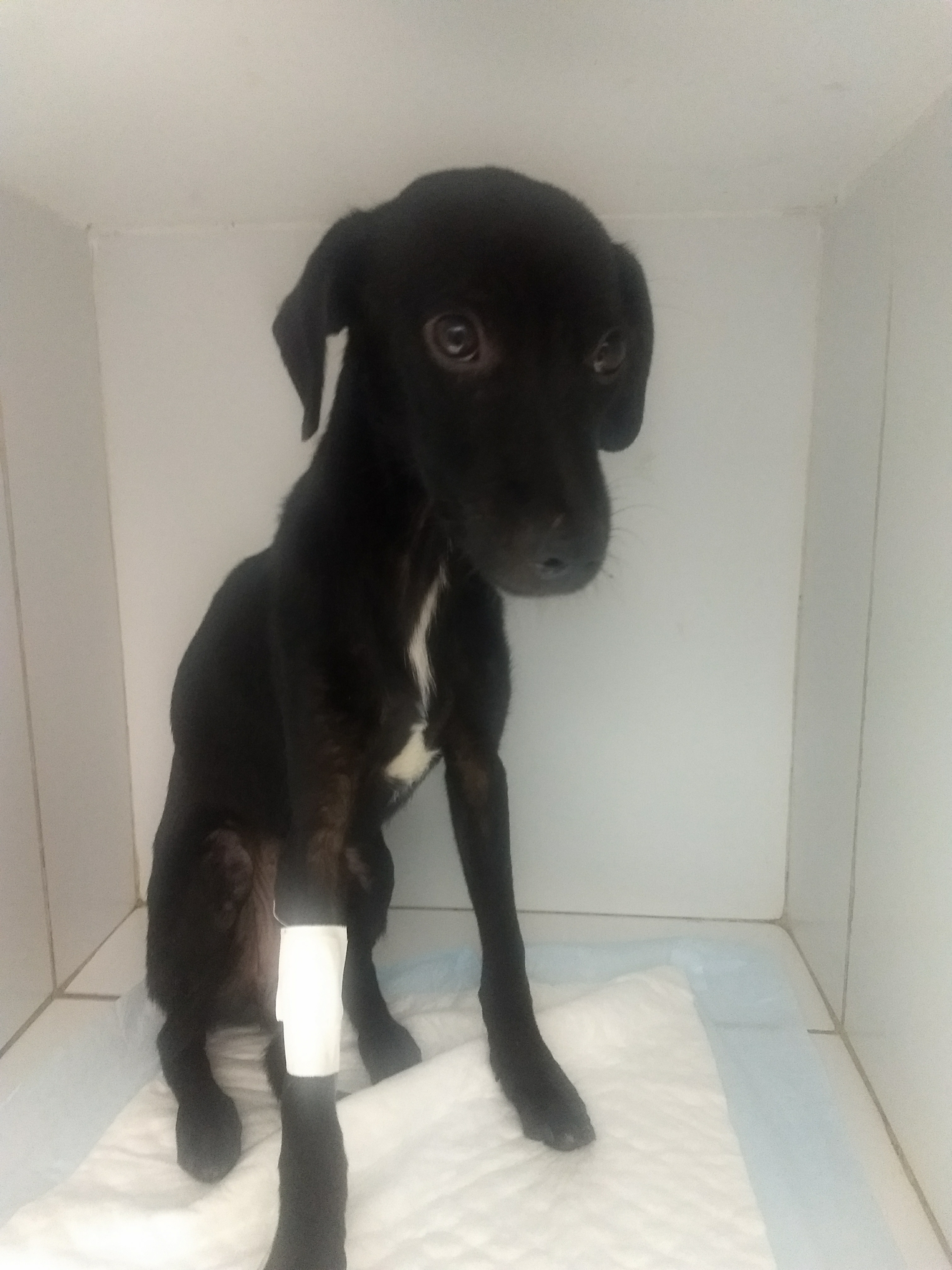 Pet Coletivo da(o) pretinho