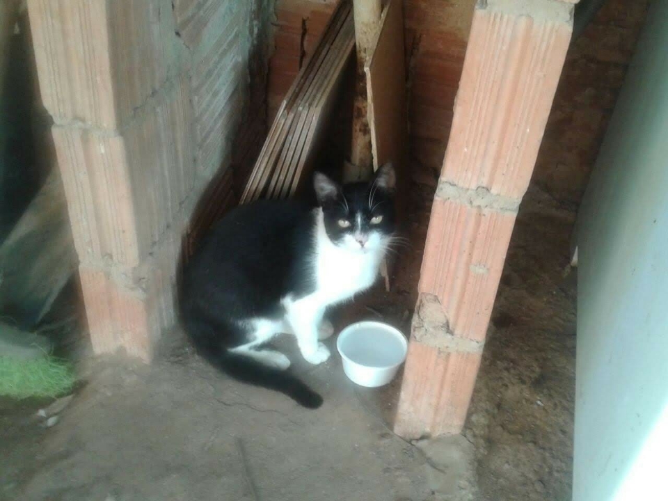 Pet Coletivo da(o) gato