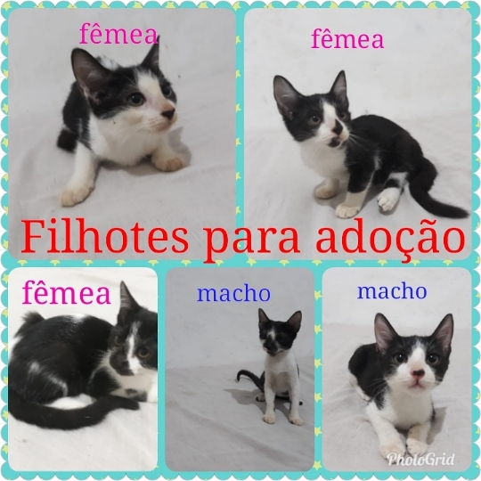 Pet Coletivo da(o) flecha/ Mia/fofa/Sansão/lua