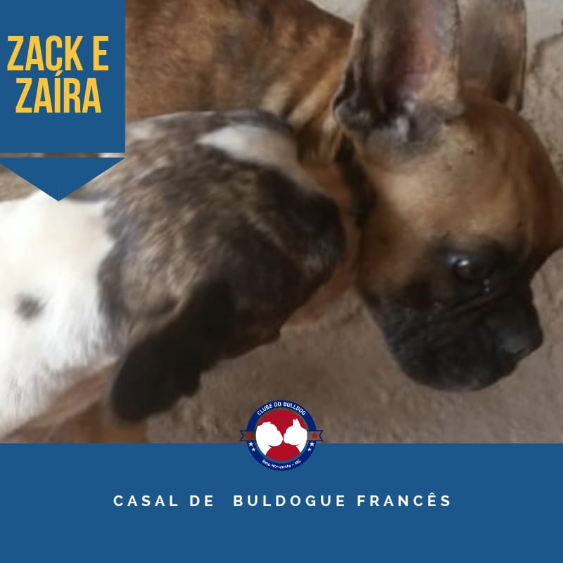 Pet Coletivo da(o) Zack e Zara