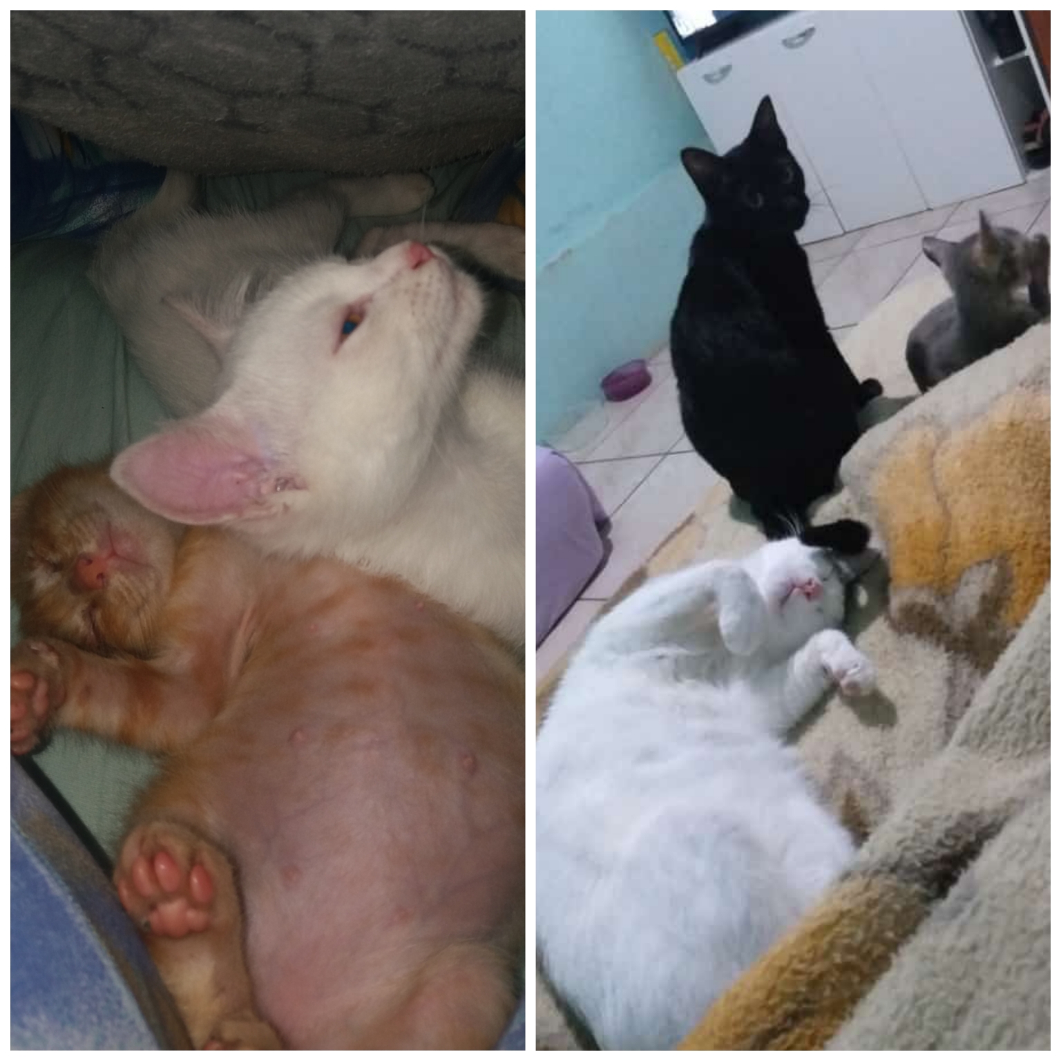 Pet Coletivo da(o)  Bomba,negra li, malhada ,cinzinha ,Dexter e lucke
