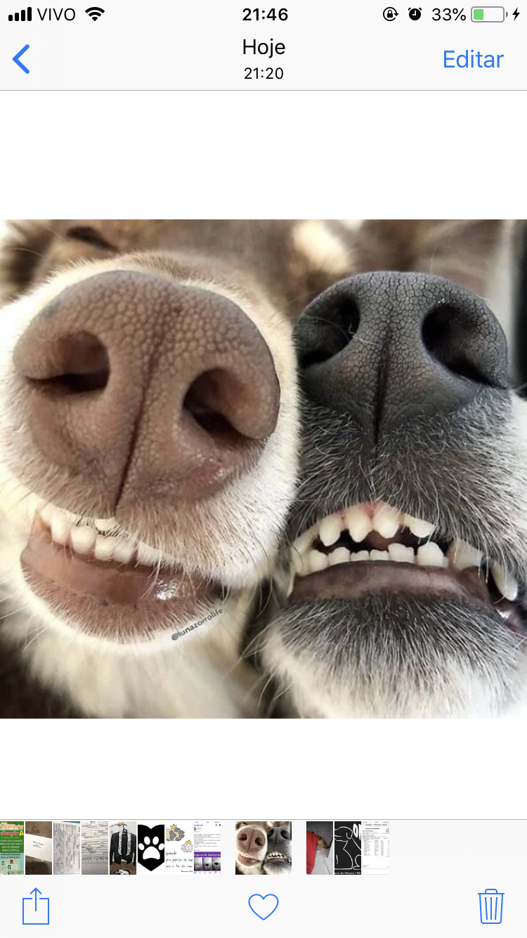 Pet Coletivo da(o) Ong focinhos