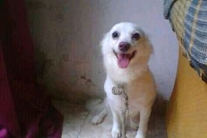 Vaquinha do(a) Nem