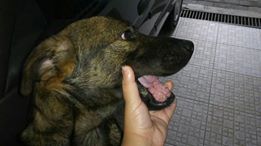 Pet Coletivo da(o) cissy  e  Luck 