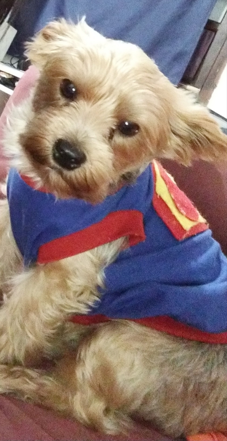 Pet Coletivo da(o) Thor