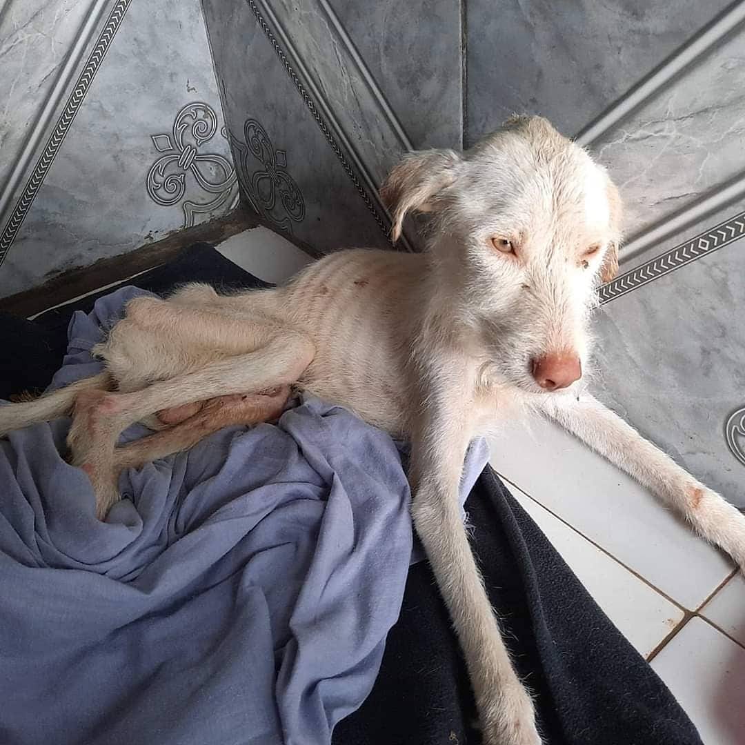 Pet Coletivo da(o) Branquinho