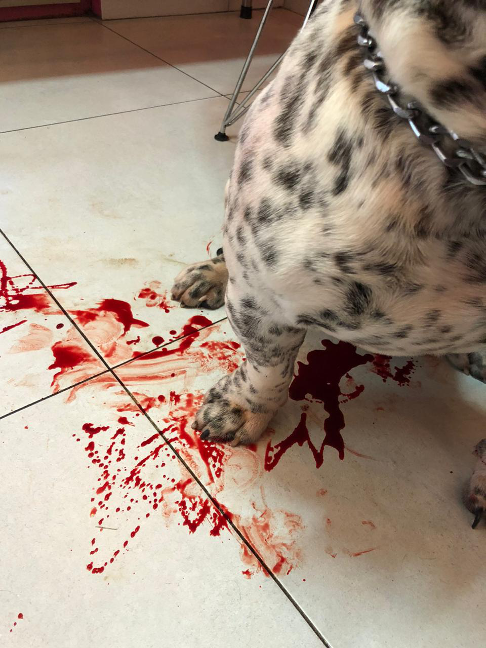 Pet Coletivo da(o) Cirurgia de emergência - Prolapso Uretral 