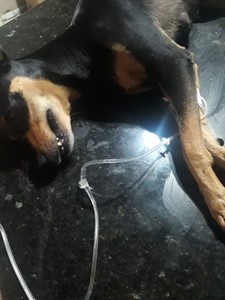 Vaquinha do(a) Luna