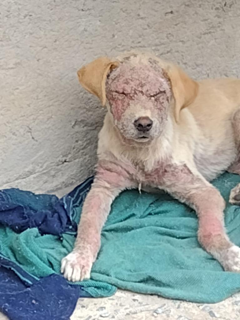 Pet Coletivo da(o) Vitória 