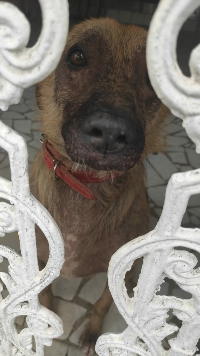 Hiena