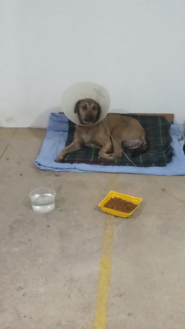 Pet Coletivo da(o) Guerreiro 