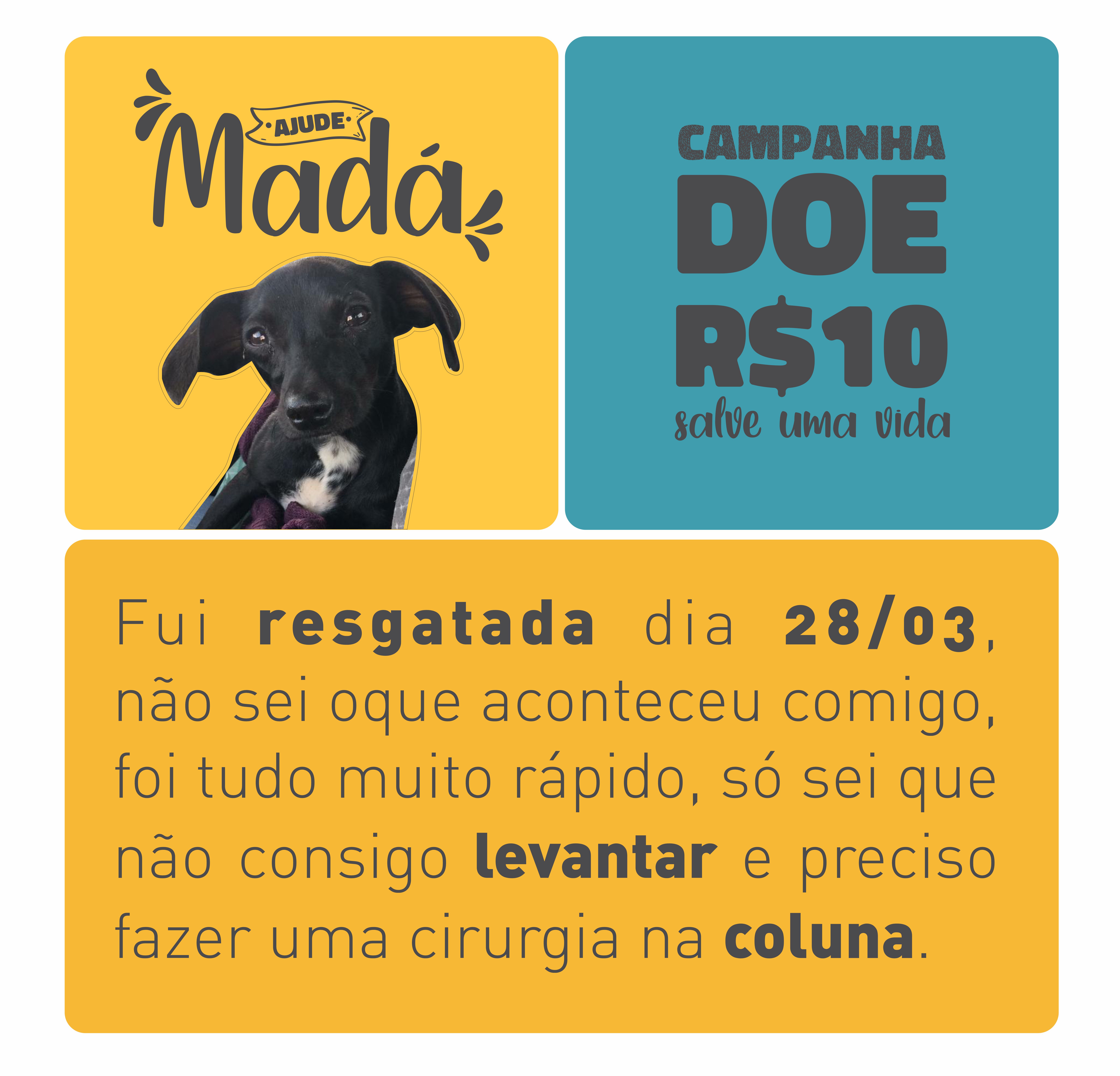 Pet Coletivo da(o) Madalena