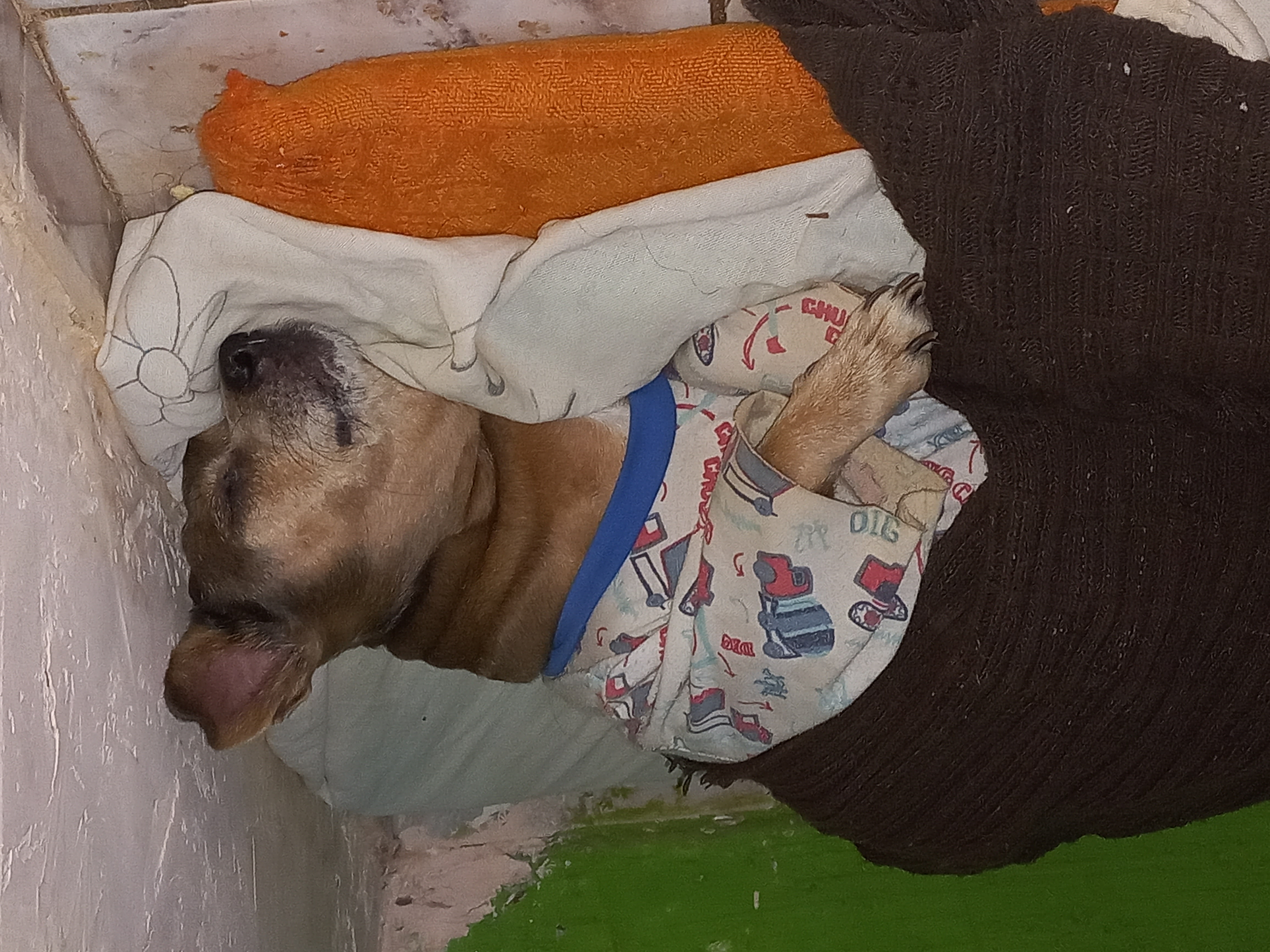 Pet Coletivo da(o) Thuca
