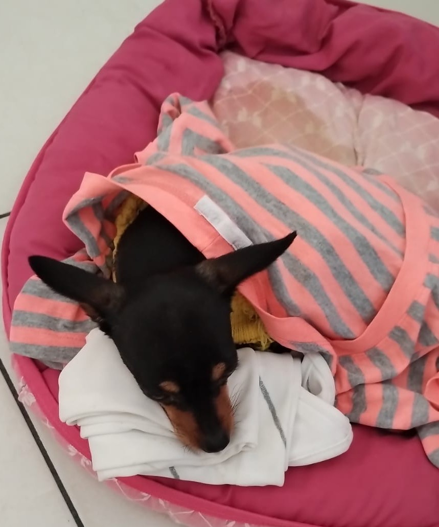 Pet Coletivo da(o) Meg