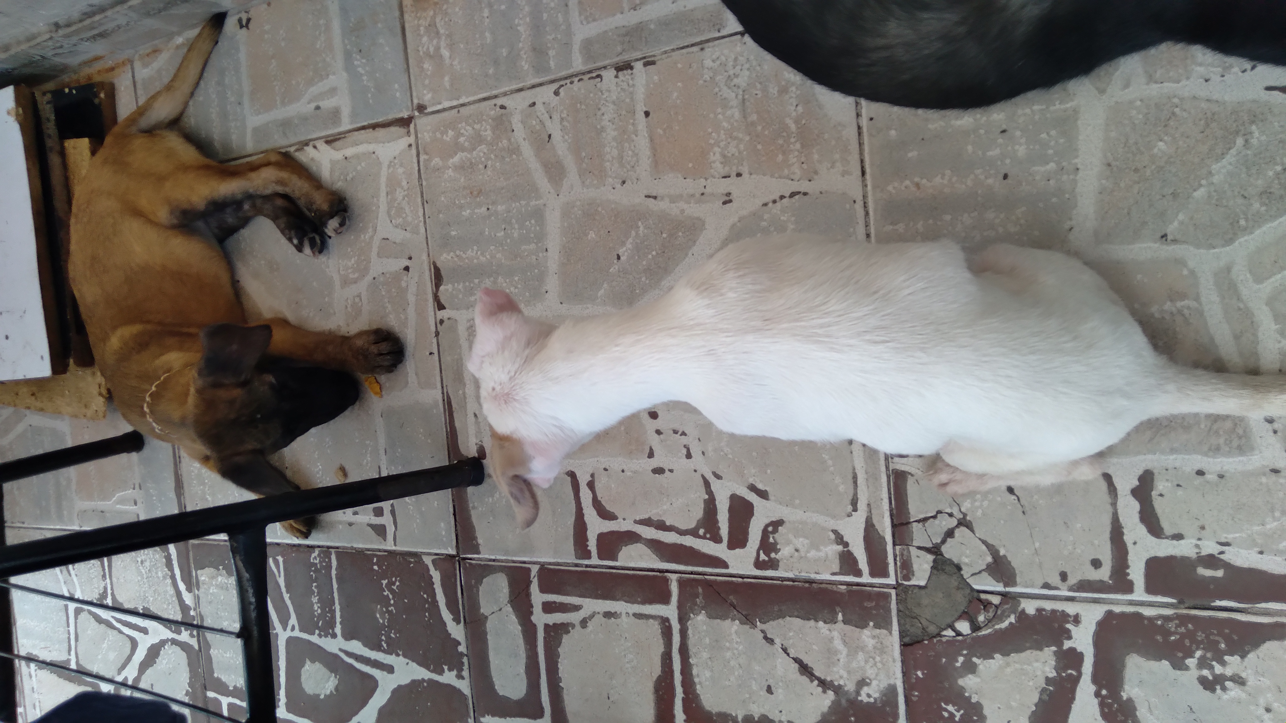 Pet Coletivo da(o) NEGA E DUQUE