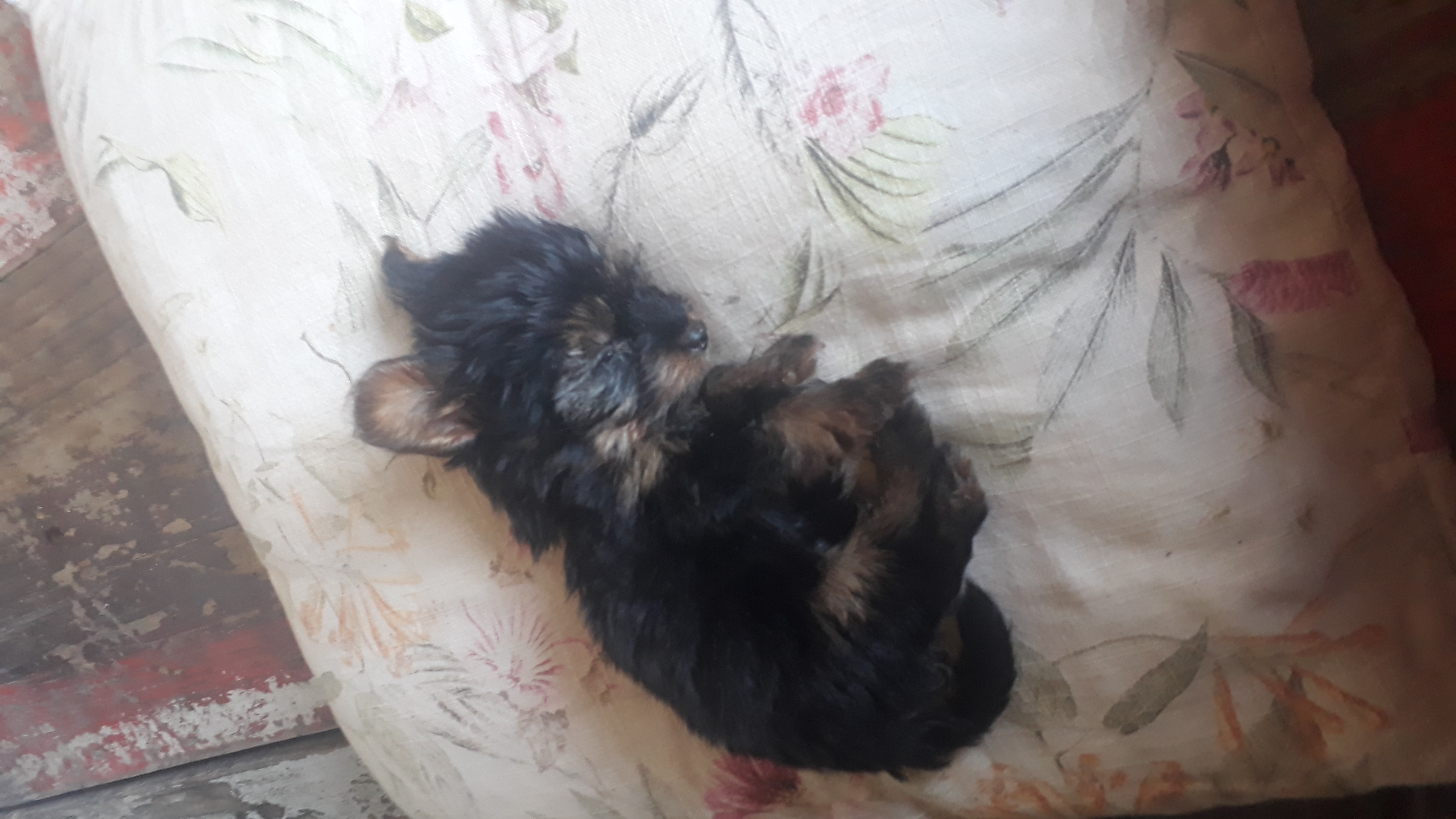 Pet Coletivo da(o) luke