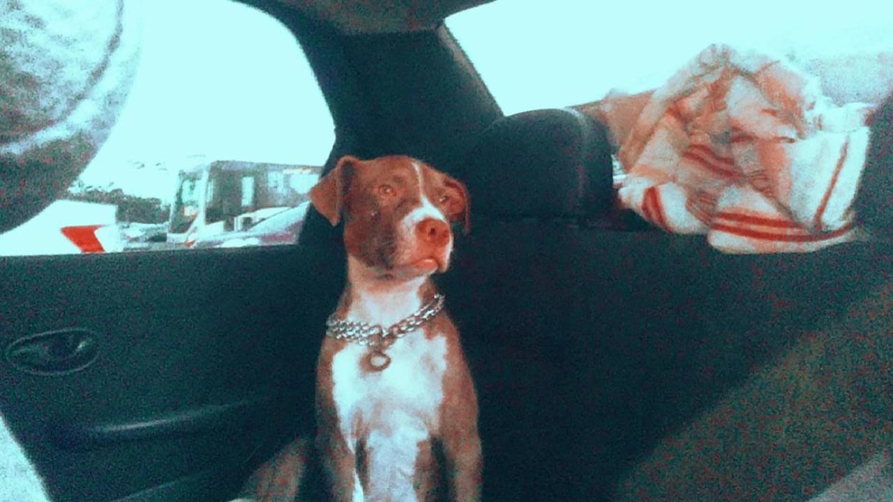 Pet Coletivo da(o) Zeus
