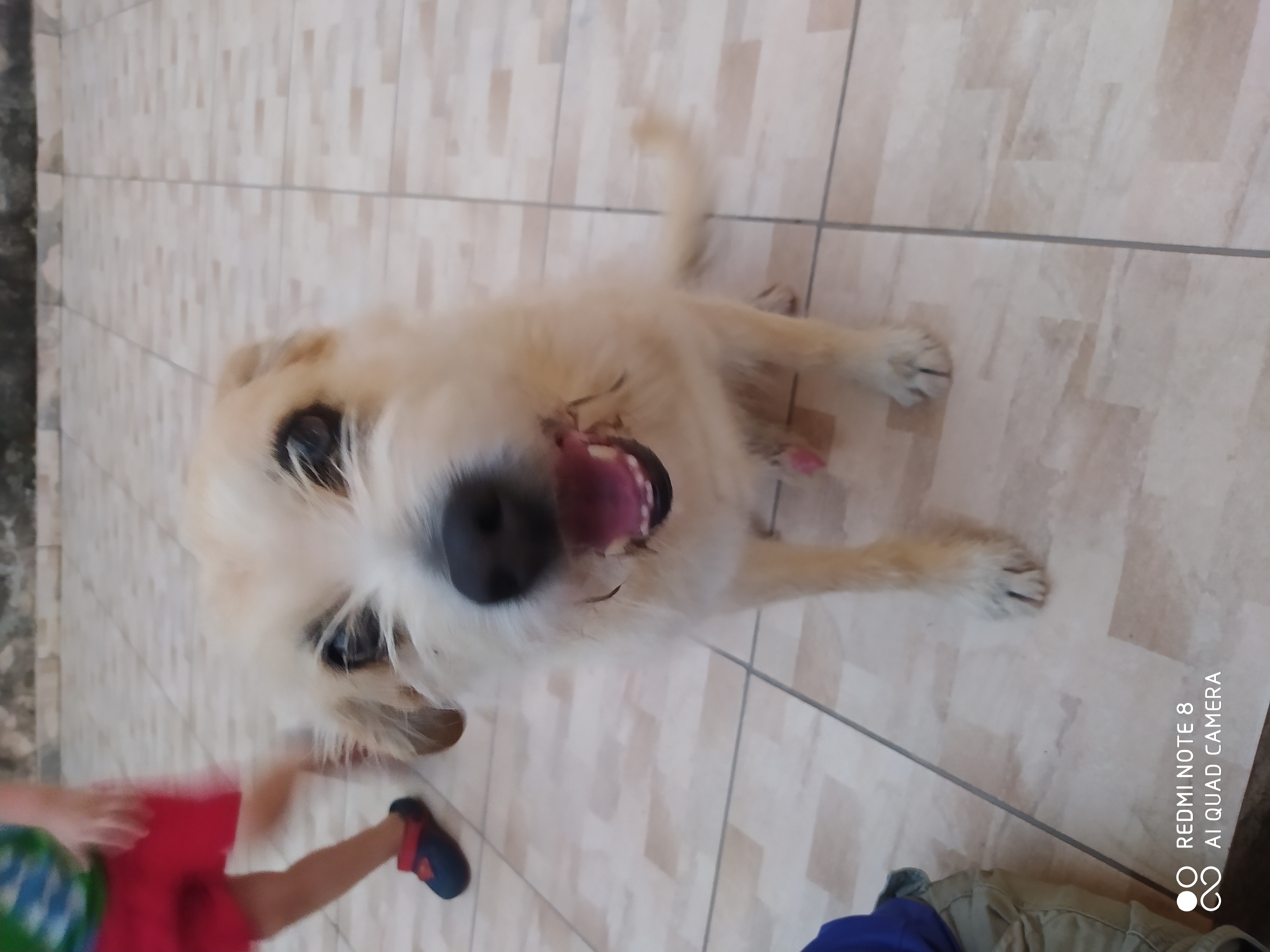 Pet Coletivo da(o) Marley