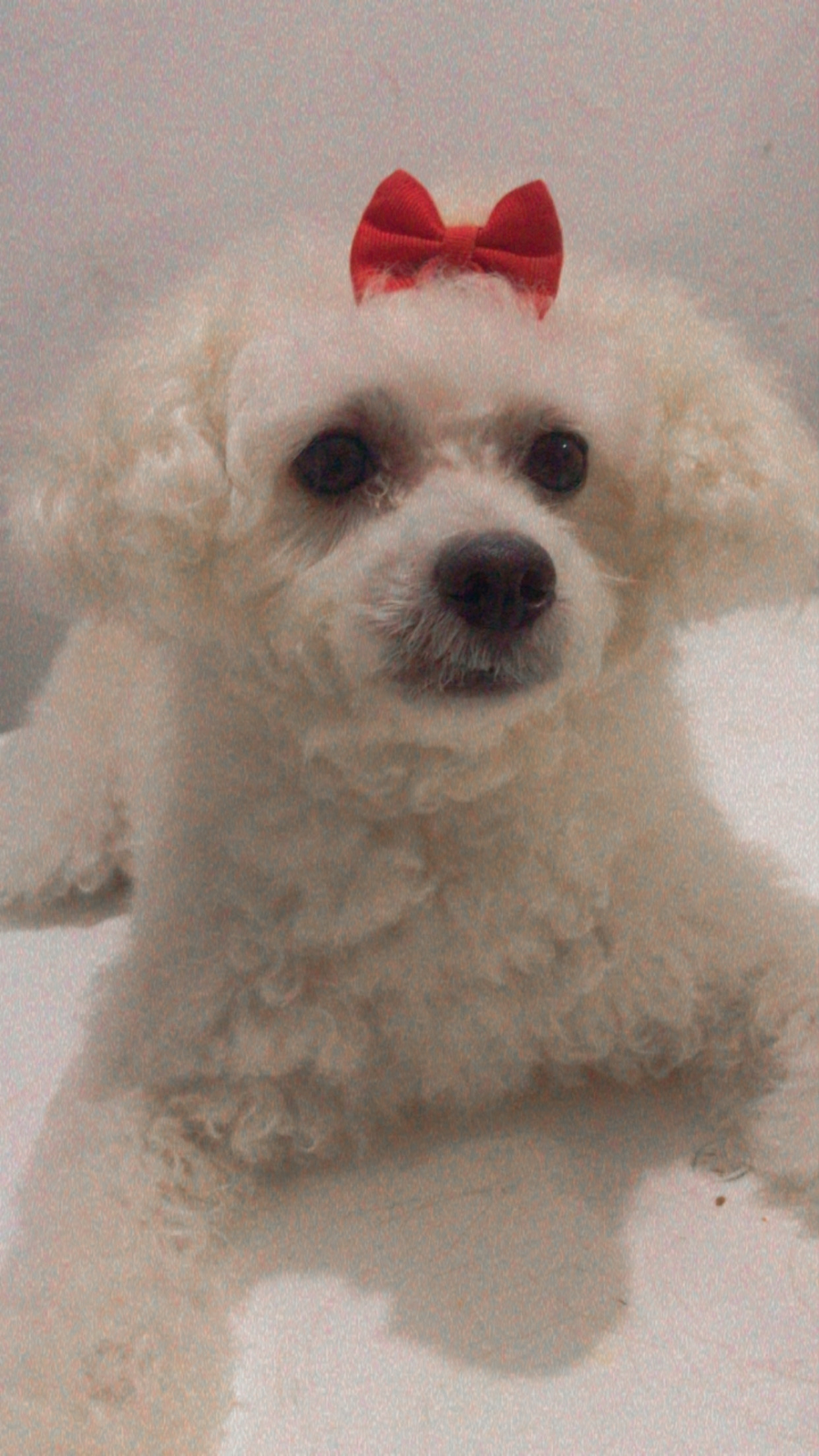 Pet Coletivo da(o) Dori