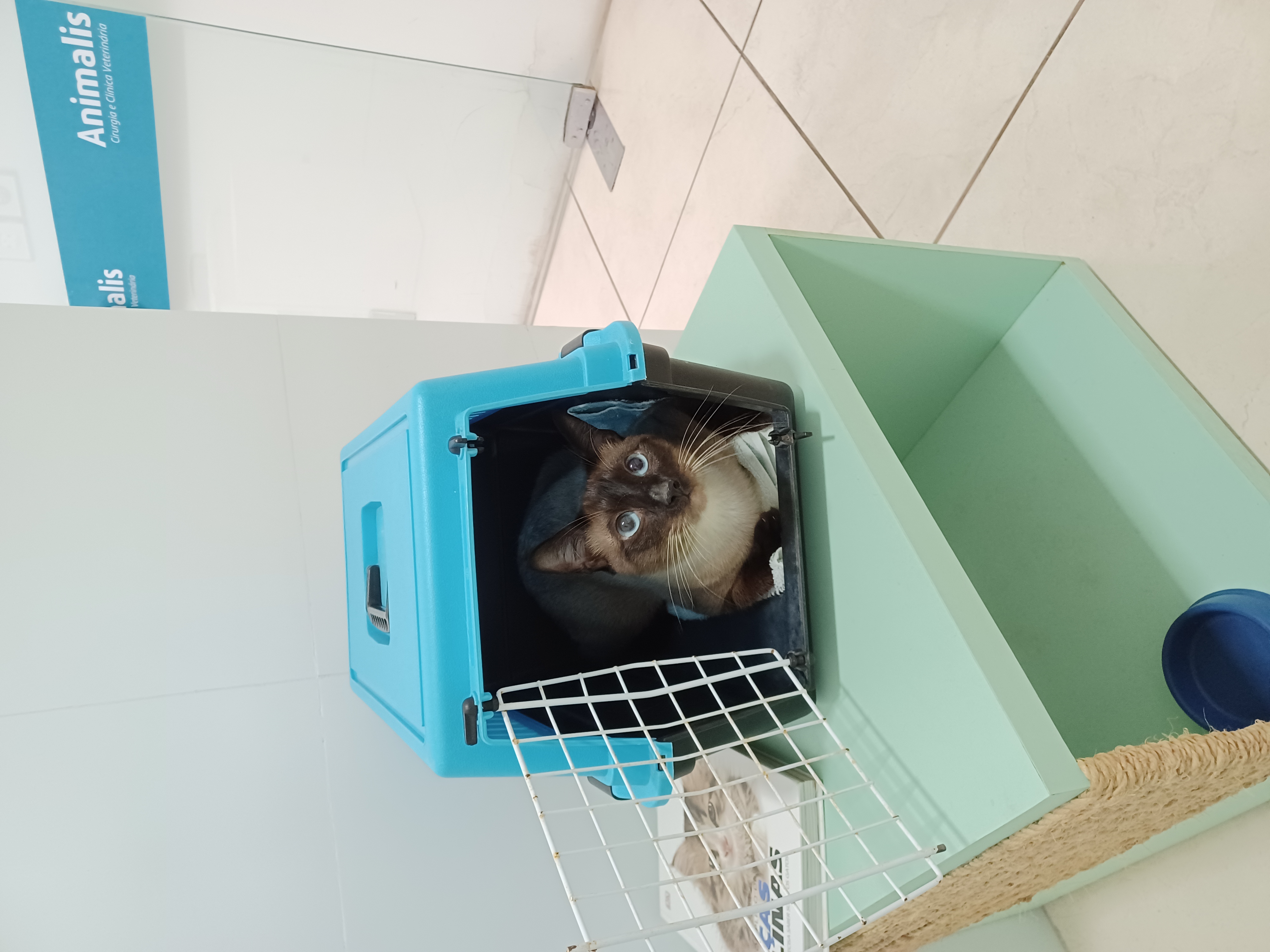 Pet Coletivo da(o) Gizmo 