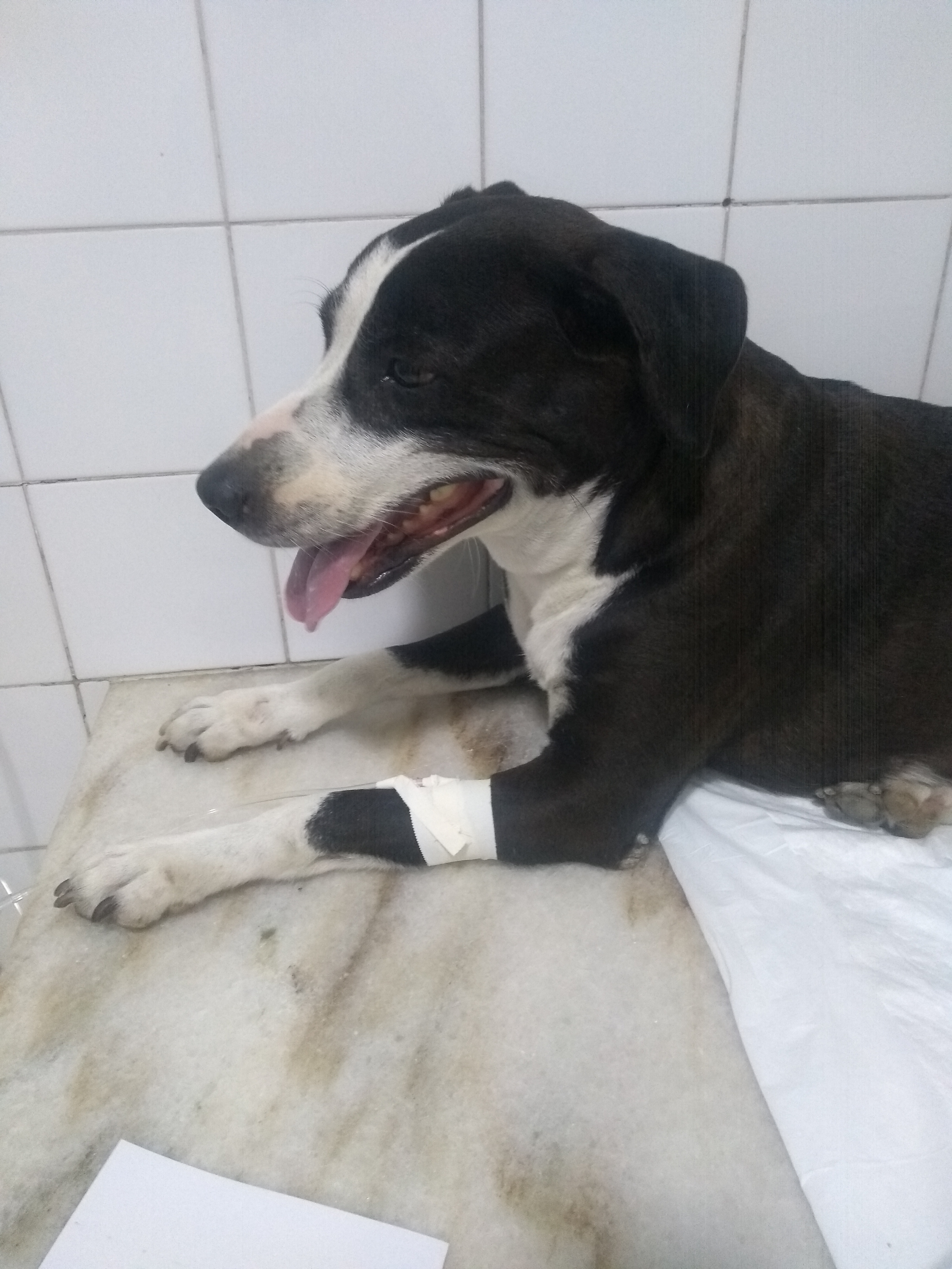 Pet Coletivo da(o) Ranna