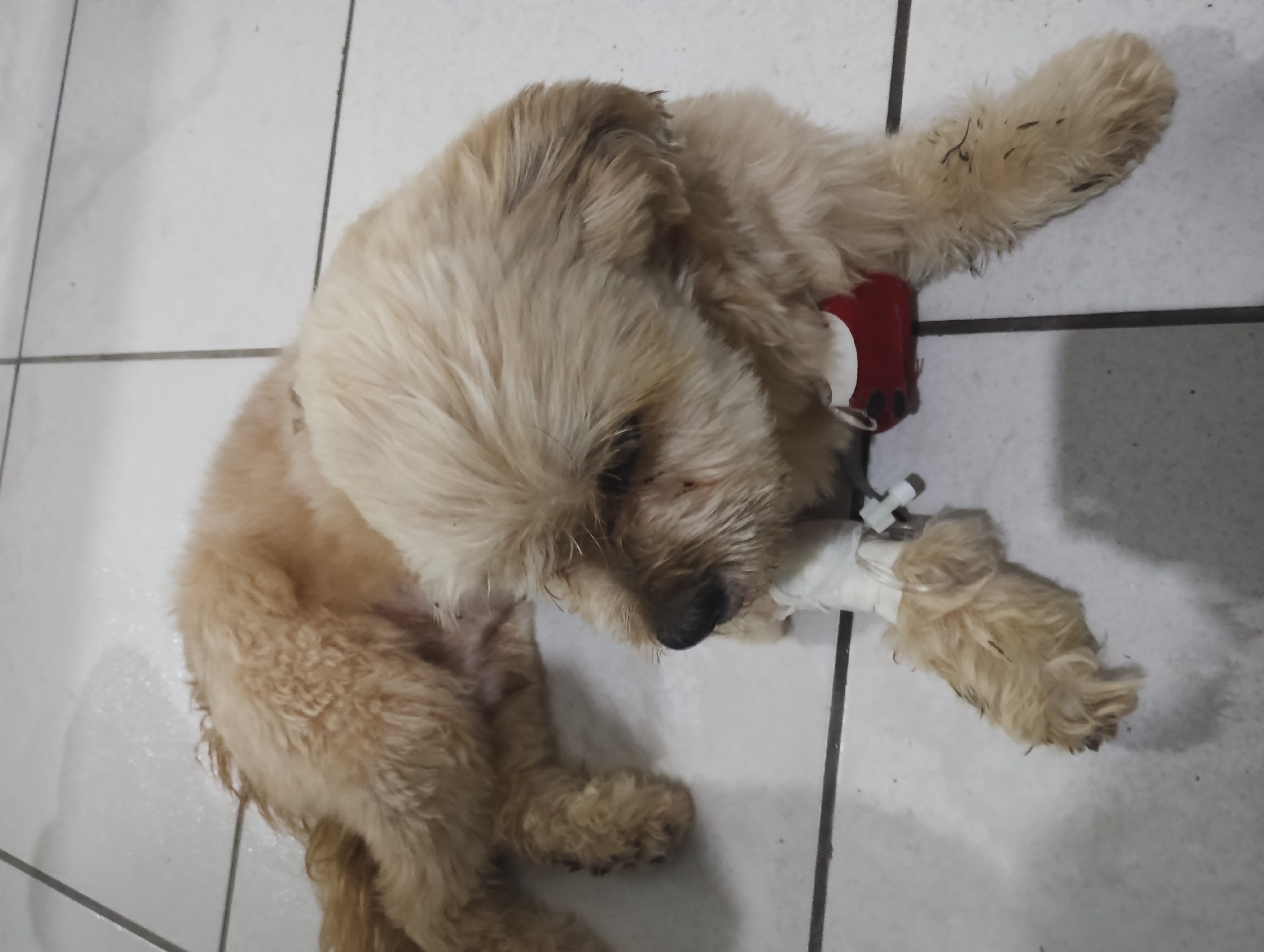 Pet Coletivo da(o) Simba