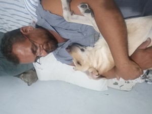 Vaquinha do(a) São 12 cães órfãos 