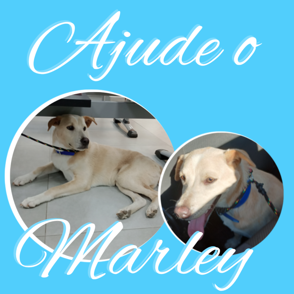 Pet Coletivo da(o) Marley