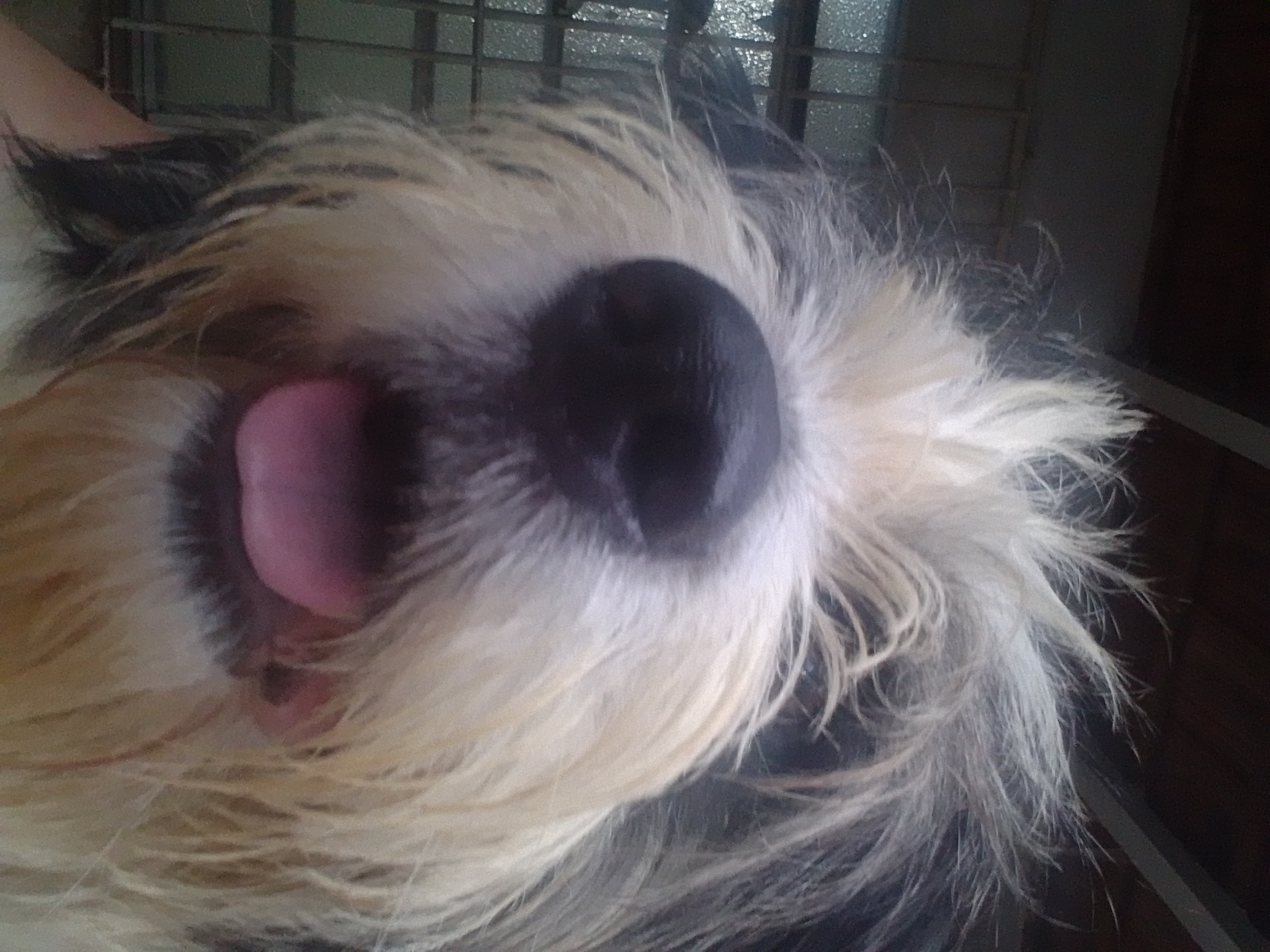 Pet Coletivo da(o) Bob 