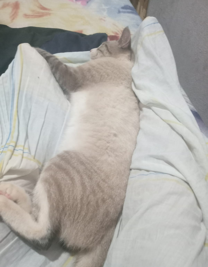 Pet Coletivo da(o) Noah