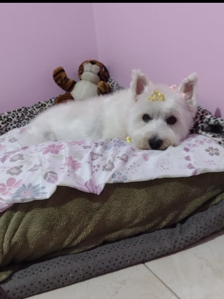 Pet Coletivo da(o) Luna