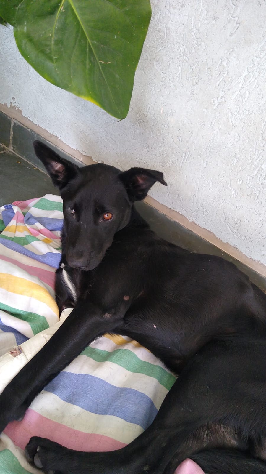 Pet Coletivo da(o) Tobi