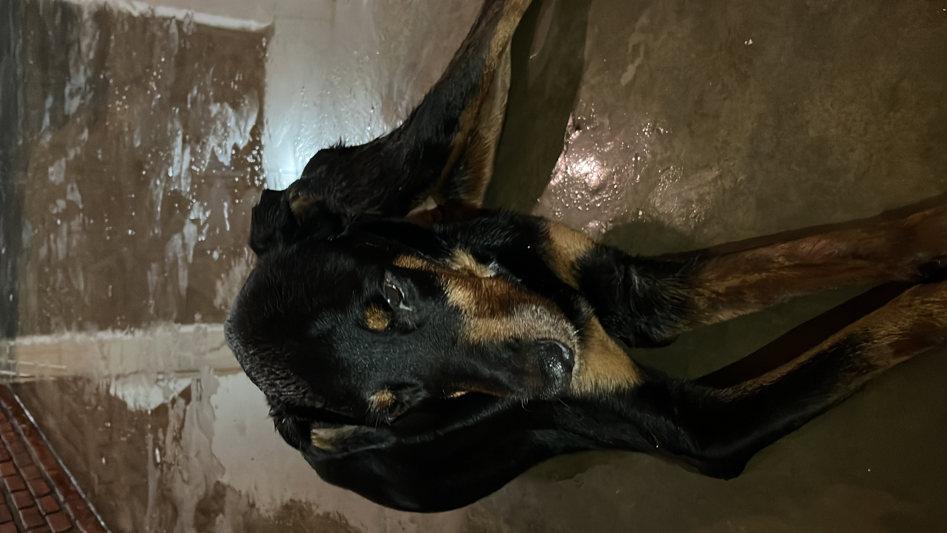 Pet Coletivo da(o) Nega