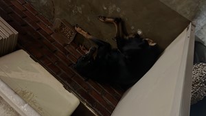 Vaquinha do(a) Nega