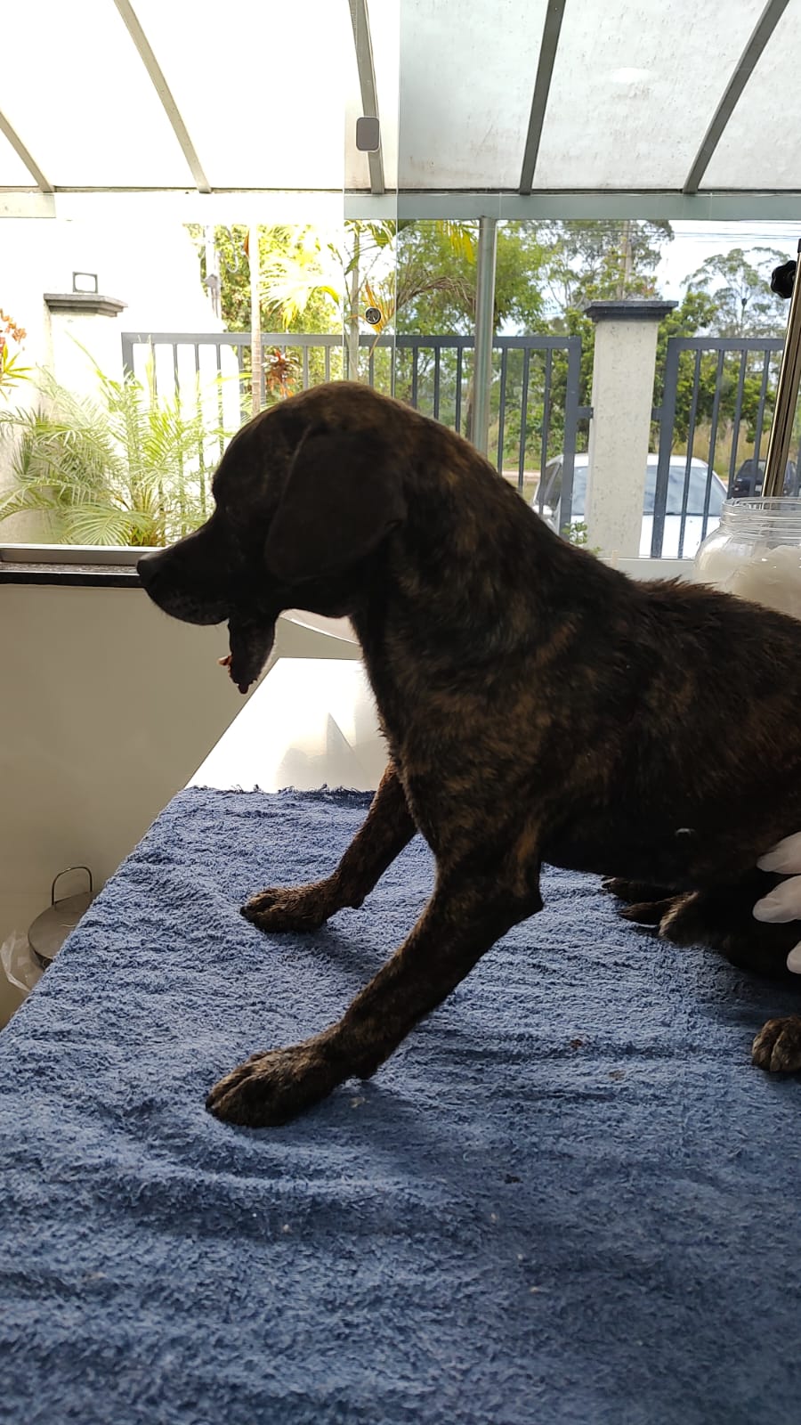 Pet Coletivo da(o) Tigrinho