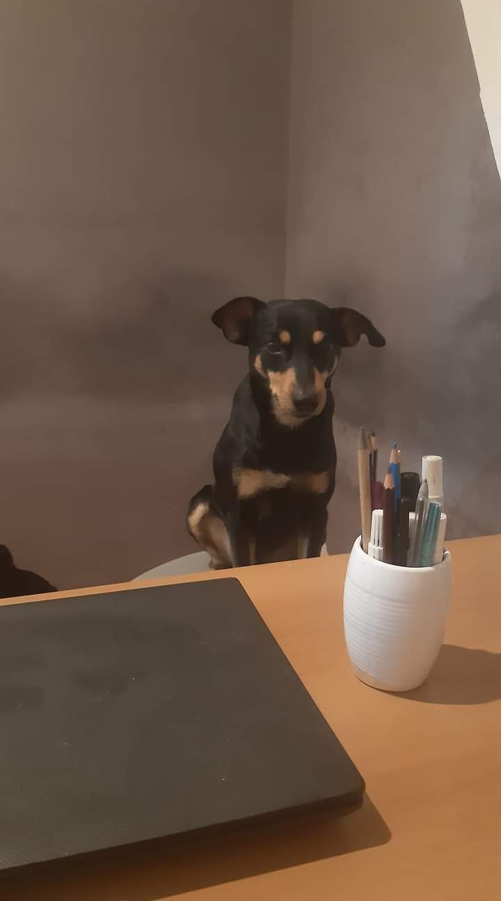 Pet Coletivo da(o) Chucrute