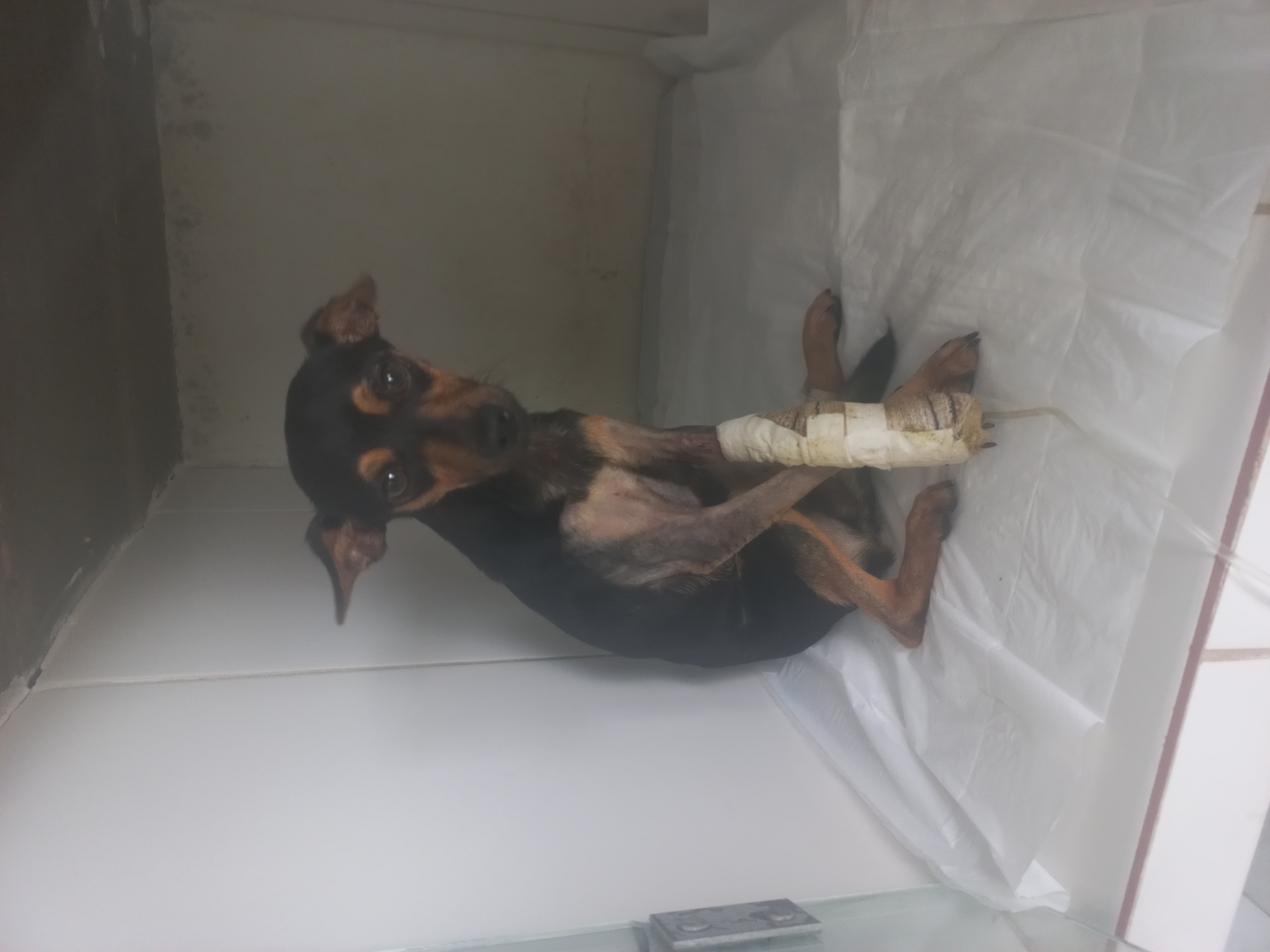 Pet Coletivo da(o) Risadinha