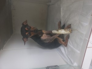Vaquinha do(a) Risadinha