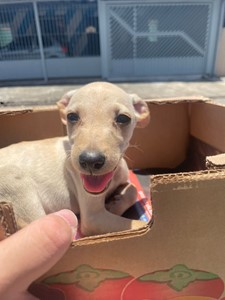 Vaquinha do(a) Koda