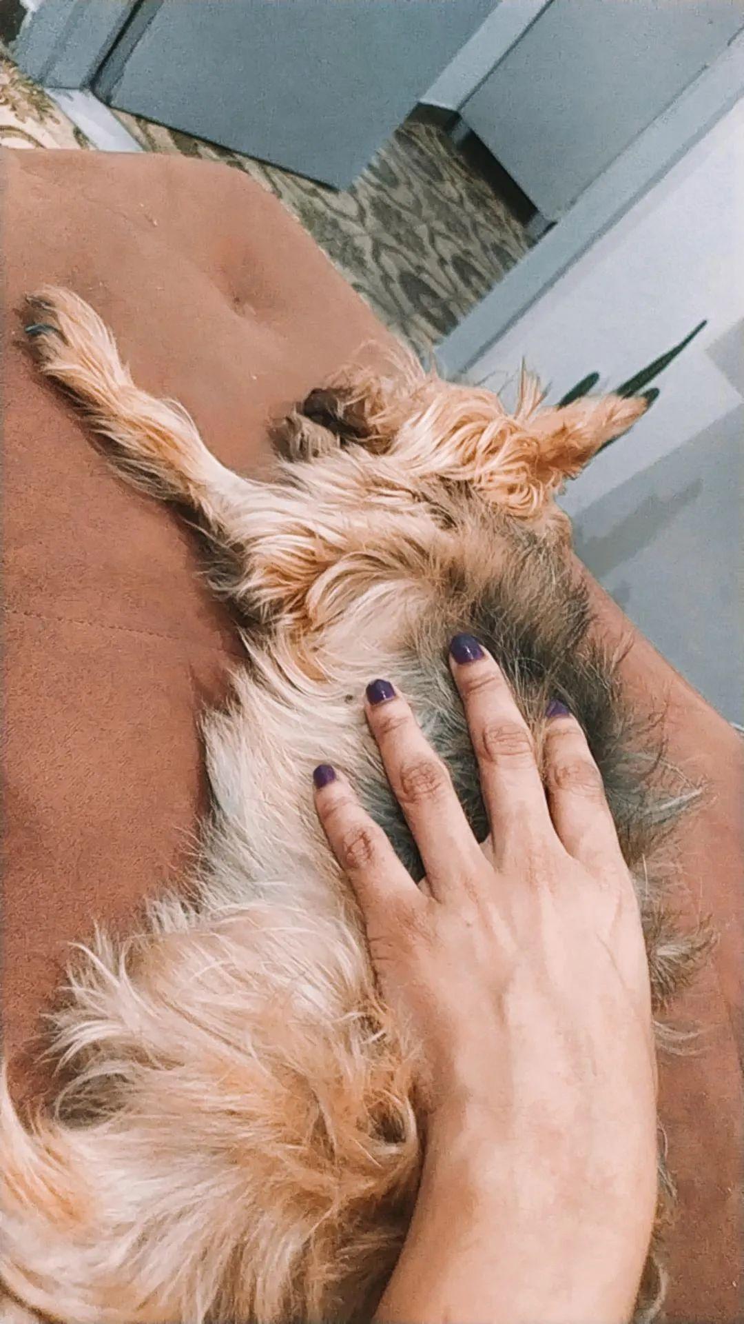 Pet Coletivo da(o) Luna