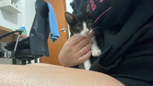 Vaquinha do(a) Frajolinha