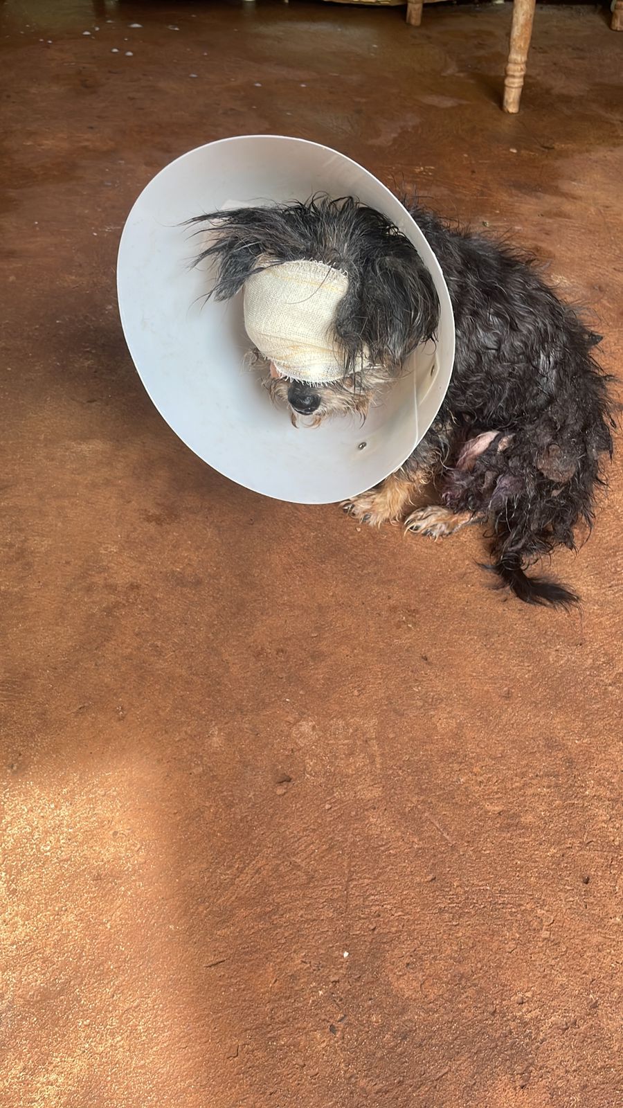 Pet Coletivo da(o) Bob