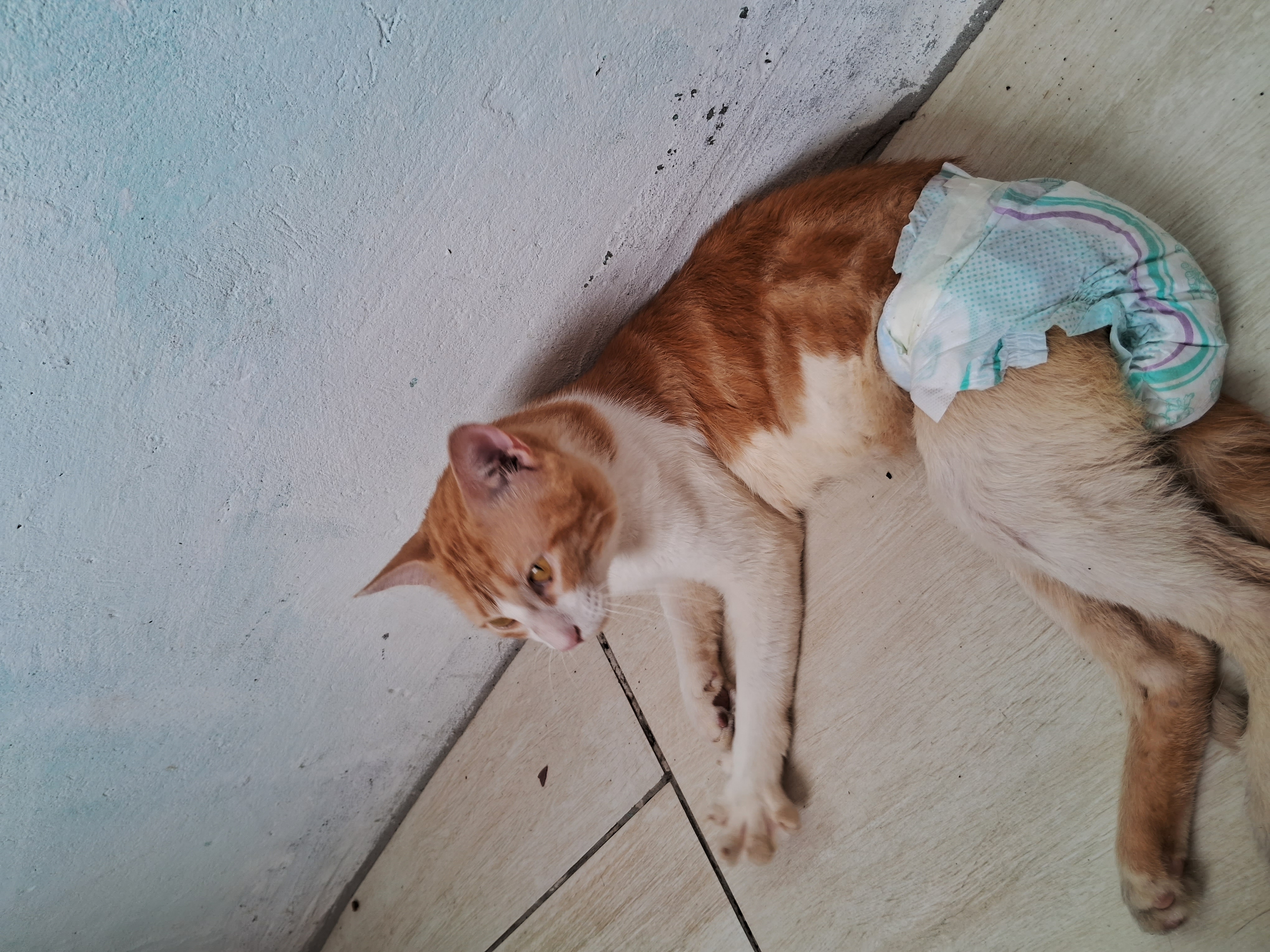 Pet Coletivo da(o) Leãozinho 