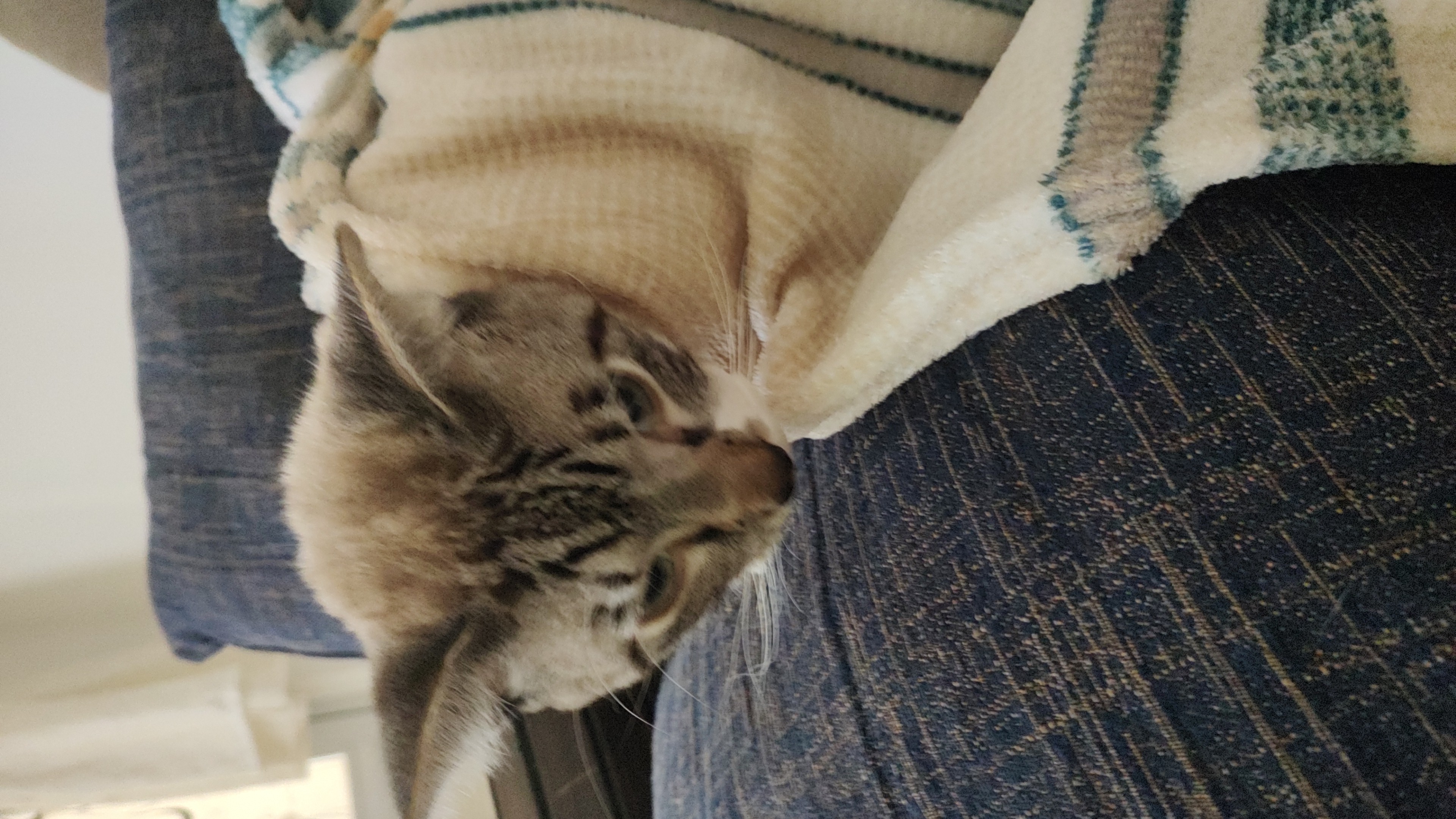 Pet Coletivo da(o) Chamego
